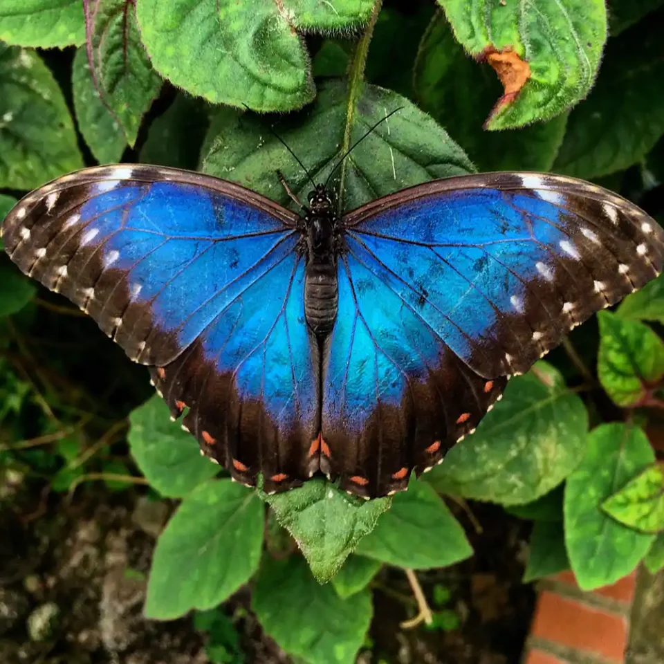 udvikling som en sommerfugl i psykoterapi og parterapi